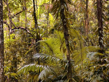 Cairns Bölgesi 'nin yemyeşil yağmur ormanı manzarası, FNQ, Avustralya. Yükselen ağaçların, yoğun yaprakların, canlı bitkilerin ve bu tropikal cennetteki vahşi yaşamın huzur dolu seslerinin tadını çıkarın.