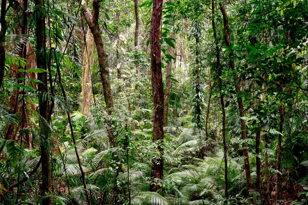 stock image lush rainforest scenery of the Cairns Region, FNQ, Australia. Enjoy towering trees, dense foliage, vibrant plant life, and the serene sounds of wildlife in this tropical paradise