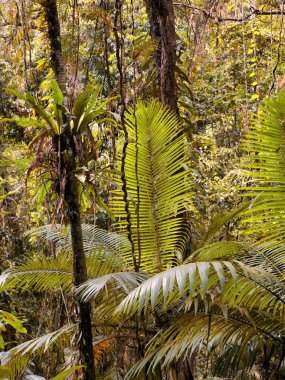 Cairns Bölgesi 'nin yemyeşil yağmur ormanı manzarası, FNQ, Avustralya. Yükselen ağaçların, yoğun yaprakların, canlı bitkilerin ve bu tropikal cennetteki vahşi yaşamın huzur dolu seslerinin tadını çıkarın.