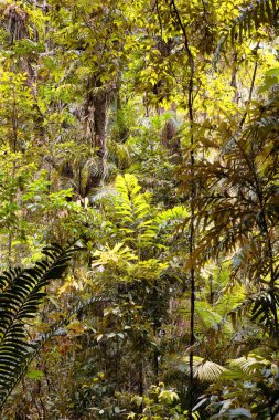 Cairns Bölgesi 'nin yemyeşil yağmur ormanı manzarası, FNQ, Avustralya. Yükselen ağaçların, yoğun yaprakların, canlı bitkilerin ve bu tropikal cennetteki vahşi yaşamın huzur dolu seslerinin tadını çıkarın.