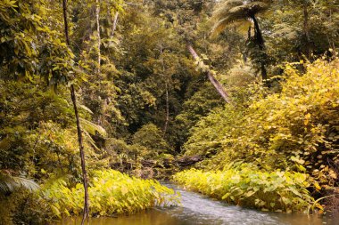 Cairns Bölgesi 'nin yemyeşil yağmur ormanı manzarası, FNQ, Avustralya. Yükselen ağaçların, yoğun yaprakların, canlı bitkilerin ve bu tropikal cennetteki vahşi yaşamın huzur dolu seslerinin tadını çıkarın.