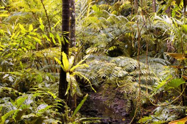 Cairns Bölgesi 'nin yemyeşil yağmur ormanı manzarası, FNQ, Avustralya. Yükselen ağaçların, yoğun yaprakların, canlı bitkilerin ve bu tropikal cennetteki vahşi yaşamın huzur dolu seslerinin tadını çıkarın.