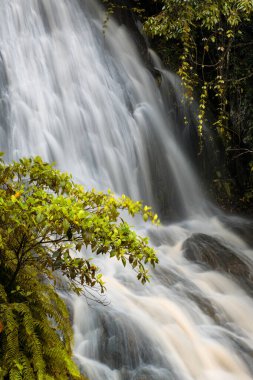 Cairns Bölgesi 'nin yemyeşil yağmur ormanı manzarası, FNQ, Avustralya. Yükselen ağaçların, yoğun yaprakların, canlı bitkilerin ve bu tropikal cennetteki vahşi yaşamın huzur dolu seslerinin tadını çıkarın.