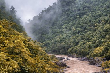 Cairns Bölgesi 'nin yemyeşil yağmur ormanı manzarası, FNQ, Avustralya. Yükselen ağaçların, yoğun yaprakların, canlı bitkilerin ve bu tropikal cennetteki vahşi yaşamın huzur dolu seslerinin tadını çıkarın.