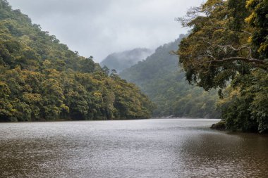 Cairns Bölgesi 'nin yemyeşil yağmur ormanı manzarası, FNQ, Avustralya. Yükselen ağaçların, yoğun yaprakların, canlı bitkilerin ve bu tropikal cennetteki vahşi yaşamın huzur dolu seslerinin tadını çıkarın.