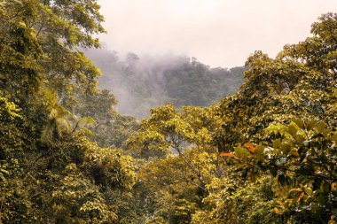 Cairns Bölgesi 'nin yemyeşil yağmur ormanı manzarası, FNQ, Avustralya. Yükselen ağaçların, yoğun yaprakların, canlı bitkilerin ve bu tropikal cennetteki vahşi yaşamın huzur dolu seslerinin tadını çıkarın.