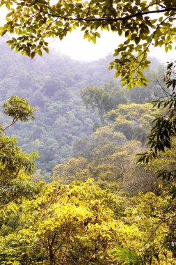 Cairns Bölgesi 'nin yemyeşil yağmur ormanı manzarası, FNQ, Avustralya. Yükselen ağaçların, yoğun yaprakların, canlı bitkilerin ve bu tropikal cennetteki vahşi yaşamın huzur dolu seslerinin tadını çıkarın.