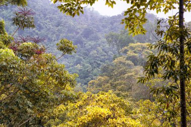 Cairns Bölgesi 'nin yemyeşil yağmur ormanı manzarası, FNQ, Avustralya. Yükselen ağaçların, yoğun yaprakların, canlı bitkilerin ve bu tropikal cennetteki vahşi yaşamın huzur dolu seslerinin tadını çıkarın.