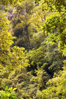 Cairns Bölgesi 'nin yemyeşil yağmur ormanı manzarası, FNQ, Avustralya. Yükselen ağaçların, yoğun yaprakların, canlı bitkilerin ve bu tropikal cennetteki vahşi yaşamın huzur dolu seslerinin tadını çıkarın.