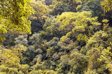 Cairns Bölgesi 'nin yemyeşil yağmur ormanı manzarası, FNQ, Avustralya. Yükselen ağaçların, yoğun yaprakların, canlı bitkilerin ve bu tropikal cennetteki vahşi yaşamın huzur dolu seslerinin tadını çıkarın.
