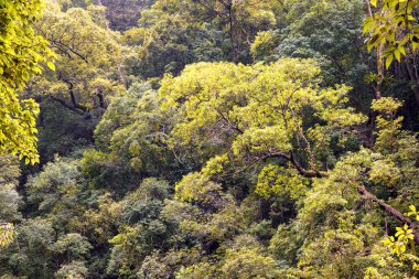 Cairns Bölgesi 'nin yemyeşil yağmur ormanı manzarası, FNQ, Avustralya. Yükselen ağaçların, yoğun yaprakların, canlı bitkilerin ve bu tropikal cennetteki vahşi yaşamın huzur dolu seslerinin tadını çıkarın.