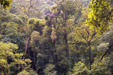 Cairns Bölgesi 'nin yemyeşil yağmur ormanı manzarası, FNQ, Avustralya. Yükselen ağaçların, yoğun yaprakların, canlı bitkilerin ve bu tropikal cennetteki vahşi yaşamın huzur dolu seslerinin tadını çıkarın.