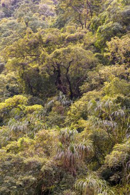 Cairns Bölgesi 'nin yemyeşil yağmur ormanı manzarası, FNQ, Avustralya. Yükselen ağaçların, yoğun yaprakların, canlı bitkilerin ve bu tropikal cennetteki vahşi yaşamın huzur dolu seslerinin tadını çıkarın.