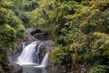 Cairns Bölgesi 'nin yemyeşil yağmur ormanı manzarası, FNQ, Avustralya. Yükselen ağaçların, yoğun yaprakların, canlı bitkilerin ve bu tropikal cennetteki vahşi yaşamın huzur dolu seslerinin tadını çıkarın.