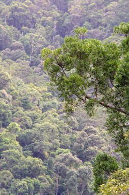 Cairns Bölgesi 'nin yemyeşil yağmur ormanı manzarası, FNQ, Avustralya. Yükselen ağaçların, yoğun yaprakların, canlı bitkilerin ve bu tropikal cennetteki vahşi yaşamın huzur dolu seslerinin tadını çıkarın.