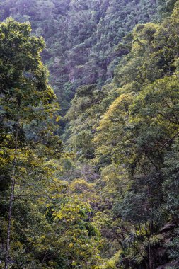 Cairns Bölgesi 'nin yemyeşil yağmur ormanı manzarası, FNQ, Avustralya. Yükselen ağaçların, yoğun yaprakların, canlı bitkilerin ve bu tropikal cennetteki vahşi yaşamın huzur dolu seslerinin tadını çıkarın.