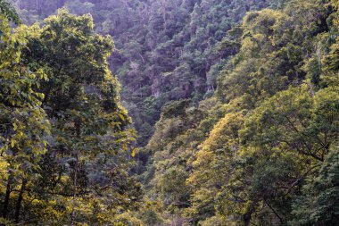 Cairns Bölgesi 'nin yemyeşil yağmur ormanı manzarası, FNQ, Avustralya. Yükselen ağaçların, yoğun yaprakların, canlı bitkilerin ve bu tropikal cennetteki vahşi yaşamın huzur dolu seslerinin tadını çıkarın.