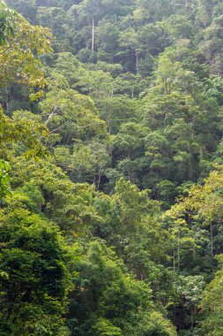 Cairns Bölgesi 'nin yemyeşil yağmur ormanı manzarası, FNQ, Avustralya. Yükselen ağaçların, yoğun yaprakların, canlı bitkilerin ve bu tropikal cennetteki vahşi yaşamın huzur dolu seslerinin tadını çıkarın.
