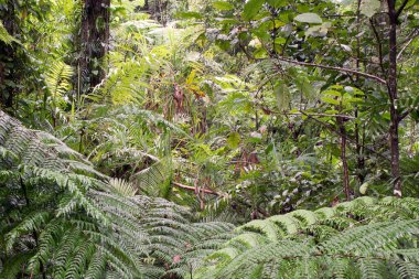 Cairns Bölgesi 'nin yemyeşil yağmur ormanı manzarası, FNQ, Avustralya. Yükselen ağaçların, yoğun yaprakların, canlı bitkilerin ve bu tropikal cennetteki vahşi yaşamın huzur dolu seslerinin tadını çıkarın.