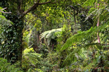 Cairns Bölgesi 'nin yemyeşil yağmur ormanı manzarası, FNQ, Avustralya. Yükselen ağaçların, yoğun yaprakların, canlı bitkilerin ve bu tropikal cennetteki vahşi yaşamın huzur dolu seslerinin tadını çıkarın.