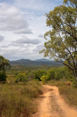 Avustralya, FNQ 'daki Mulligan Dağı yakınlarında engebeli toprak yollar. Dramatik uçurumlar, seyrek bitki örtüsü ve bu ikonik bölgenin saf güzelliği ile çevrili uzak kırsal araziyi deneyin.