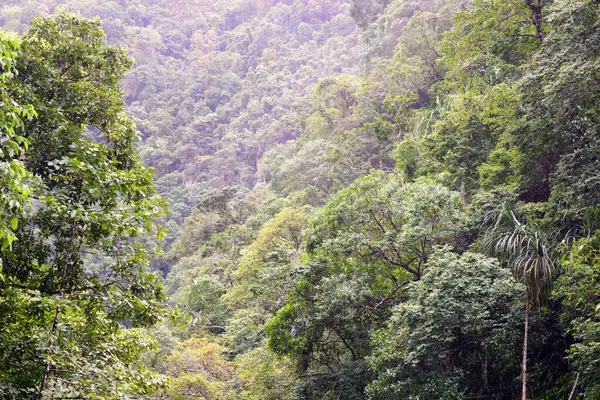 Cairns Bölgesi 'nin yemyeşil yağmur ormanı manzarası, FNQ, Avustralya. Yükselen ağaçların, yoğun yaprakların, canlı bitkilerin ve bu tropikal cennetteki vahşi yaşamın huzur dolu seslerinin tadını çıkarın.