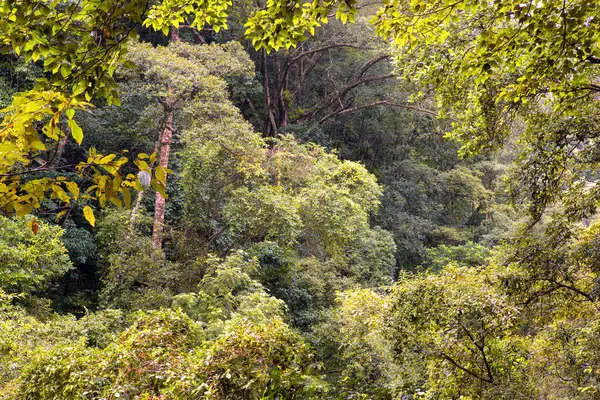 Cairns Bölgesi 'nin yemyeşil yağmur ormanı manzarası, FNQ, Avustralya. Yükselen ağaçların, yoğun yaprakların, canlı bitkilerin ve bu tropikal cennetteki vahşi yaşamın huzur dolu seslerinin tadını çıkarın.