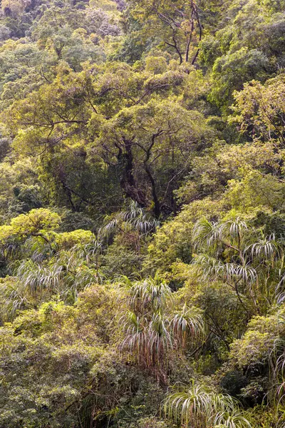 Cairns Bölgesi 'nin yemyeşil yağmur ormanı manzarası, FNQ, Avustralya. Yükselen ağaçların, yoğun yaprakların, canlı bitkilerin ve bu tropikal cennetteki vahşi yaşamın huzur dolu seslerinin tadını çıkarın.