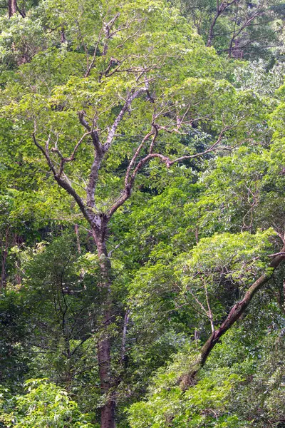 Cairns Bölgesi 'nin yemyeşil yağmur ormanı manzarası, FNQ, Avustralya. Yükselen ağaçların, yoğun yaprakların, canlı bitkilerin ve bu tropikal cennetteki vahşi yaşamın huzur dolu seslerinin tadını çıkarın.