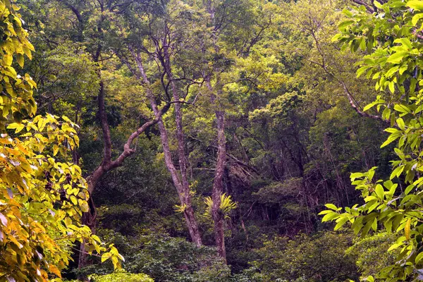 Cairns Bölgesi 'nin yemyeşil yağmur ormanı manzarası, FNQ, Avustralya. Yükselen ağaçların, yoğun yaprakların, canlı bitkilerin ve bu tropikal cennetteki vahşi yaşamın huzur dolu seslerinin tadını çıkarın.