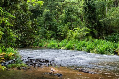 Cairns Bölgesi 'nin yemyeşil yağmur ormanı manzarası, FNQ, Avustralya. Yükselen ağaçların, yoğun yaprakların, canlı bitkilerin ve bu tropikal cennetteki vahşi yaşamın huzur dolu seslerinin tadını çıkarın.