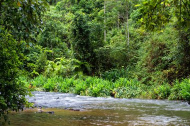 Cairns Bölgesi 'nin yemyeşil yağmur ormanı manzarası, FNQ, Avustralya. Yükselen ağaçların, yoğun yaprakların, canlı bitkilerin ve bu tropikal cennetteki vahşi yaşamın huzur dolu seslerinin tadını çıkarın.