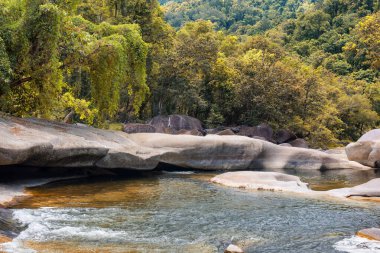 Cairns Bölgesi 'nin yemyeşil yağmur ormanı manzarası, FNQ, Avustralya. Yükselen ağaçların, yoğun yaprakların, canlı bitkilerin ve bu tropikal cennetteki vahşi yaşamın huzur dolu seslerinin tadını çıkarın.