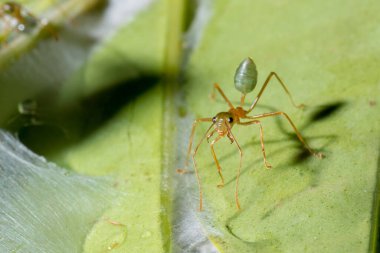 Avustralya, FNQ 'daki yeşil karıncaların yakın çekimleri, karmaşık ayrıntılarını ve canlı renklerini gözler önüne seriyor. Bu büyüleyici böcekler bölgenin zengin biyolojik çeşitliliğini ve eşsiz vahşi yaşamını ön plana çıkarıyorlar.