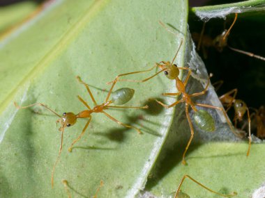 Avustralya, FNQ 'daki yeşil karıncaların yakın çekimleri, karmaşık ayrıntılarını ve canlı renklerini gözler önüne seriyor. Bu büyüleyici böcekler bölgenin zengin biyolojik çeşitliliğini ve eşsiz vahşi yaşamını ön plana çıkarıyorlar.