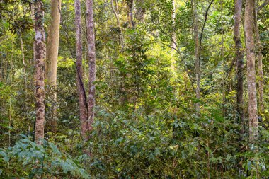 Cairns Bölgesi 'nin yemyeşil yağmur ormanı manzarası, FNQ, Avustralya. Yükselen ağaçların, yoğun yaprakların, canlı bitkilerin ve bu tropikal cennetteki vahşi yaşamın huzur dolu seslerinin tadını çıkarın.