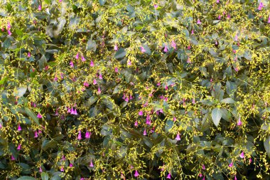 Cairns Bölgesi 'nin yemyeşil yağmur ormanı manzarası, FNQ, Avustralya. Yükselen ağaçların, yoğun yaprakların, canlı bitkilerin ve bu tropikal cennetteki vahşi yaşamın huzur dolu seslerinin tadını çıkarın.