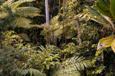 Cairns Bölgesi 'nin yemyeşil yağmur ormanı manzarası, FNQ, Avustralya. Yükselen ağaçların, yoğun yaprakların, canlı bitkilerin ve bu tropikal cennetteki vahşi yaşamın huzur dolu seslerinin tadını çıkarın.