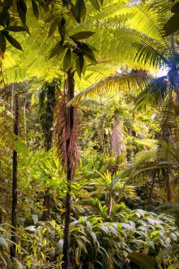 Cairns Bölgesi 'nin yemyeşil yağmur ormanı manzarası, FNQ, Avustralya. Yükselen ağaçların, yoğun yaprakların, canlı bitkilerin ve bu tropikal cennetteki vahşi yaşamın huzur dolu seslerinin tadını çıkarın.