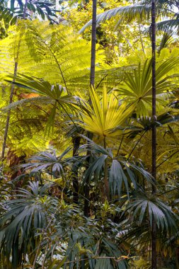 Cairns Bölgesi 'nin yemyeşil yağmur ormanı manzarası, FNQ, Avustralya. Yükselen ağaçların, yoğun yaprakların, canlı bitkilerin ve bu tropikal cennetteki vahşi yaşamın huzur dolu seslerinin tadını çıkarın.