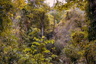Cairns Bölgesi 'nin yemyeşil yağmur ormanı manzarası, FNQ, Avustralya. Yükselen ağaçların, yoğun yaprakların, canlı bitkilerin ve bu tropikal cennetteki vahşi yaşamın huzur dolu seslerinin tadını çıkarın.