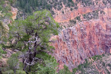 Büyük Kanyon Ulusal Parkı, Arizona, ABD 'nin Güney Halkası' ndan hayranlık uyandırıcı görüntüler. Dramatik uçurumlara, geniş manzaralara ve bu ikonik doğa harikasının nefes kesici güzelliğine hayran kaldım.