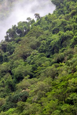 Avustralya, FNQ 'daki Cairns bölgesinin güzel ve gür orman manzarası. Yoğun yağmur ormanlarını, canlı bitki yaşamını ve bu tropikal cennetin dingin atmosferini tecrübe edin.