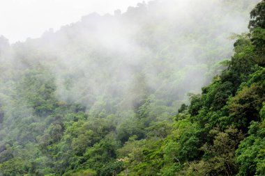 Avustralya, FNQ 'daki Cairns bölgesinin güzel ve gür orman manzarası. Yoğun yağmur ormanlarını, canlı bitki yaşamını ve bu tropikal cennetin dingin atmosferini tecrübe edin.