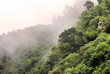 Avustralya, FNQ 'daki Cairns bölgesinin güzel ve gür orman manzarası. Yoğun yağmur ormanlarını, canlı bitki yaşamını ve bu tropikal cennetin dingin atmosferini tecrübe edin.
