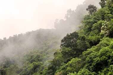 Avustralya, FNQ 'daki Cairns bölgesinin güzel ve gür orman manzarası. Yoğun yağmur ormanlarını, canlı bitki yaşamını ve bu tropikal cennetin dingin atmosferini tecrübe edin.