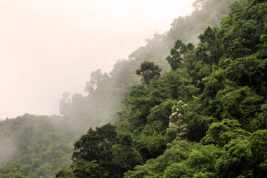 Avustralya, FNQ 'daki Cairns bölgesinin güzel ve gür orman manzarası. Yoğun yağmur ormanlarını, canlı bitki yaşamını ve bu tropikal cennetin dingin atmosferini tecrübe edin.