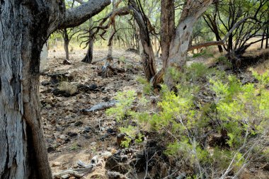 Cobbold Gorge, FNQ, Avustralya 'daki engebeli taşra manzarası ve çalı arazisi. Çarpıcı manzaraları, eşsiz kaya oluşumlarını ve bu uzak ve pitoresk bölgeyi tanımlayan seyrek bitkileri keşfedin.