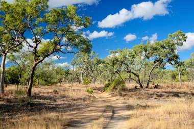 Cobbold Gorge, FNQ, Avustralya 'daki engebeli taşra manzarası ve çalı arazisi. Çarpıcı manzaraları, eşsiz kaya oluşumlarını ve bu uzak ve pitoresk bölgeyi tanımlayan seyrek bitkileri keşfedin.