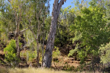 Cobbold Gorge, FNQ, Avustralya 'daki engebeli taşra manzarası ve çalı arazisi. Çarpıcı manzaraları, eşsiz kaya oluşumlarını ve bu uzak ve pitoresk bölgeyi tanımlayan seyrek bitkileri keşfedin.
